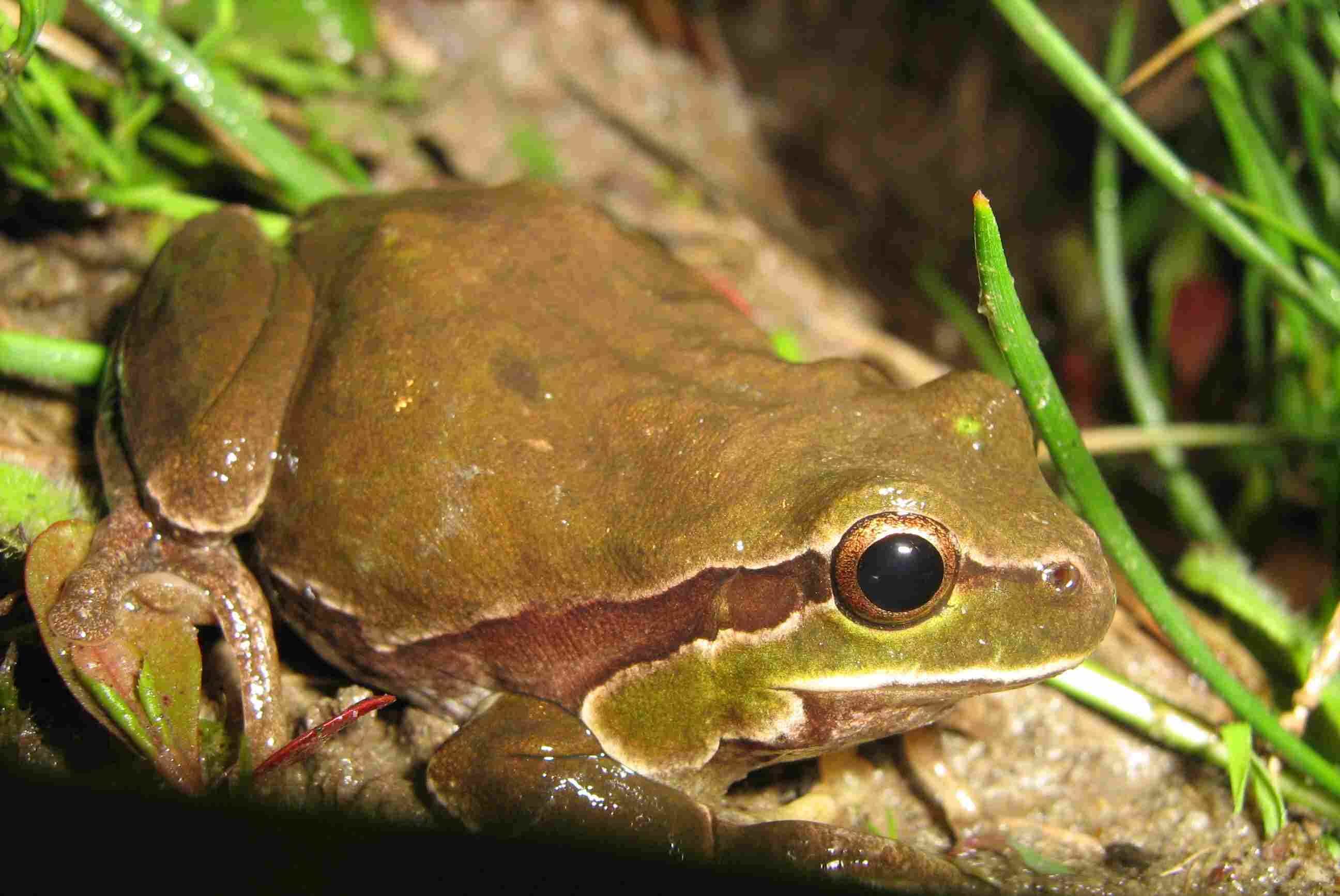 Variabilit di colore in Raganella - Hyla intermedia